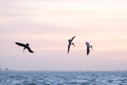 Pelicans fishing during Sunrise at Sanibel Island