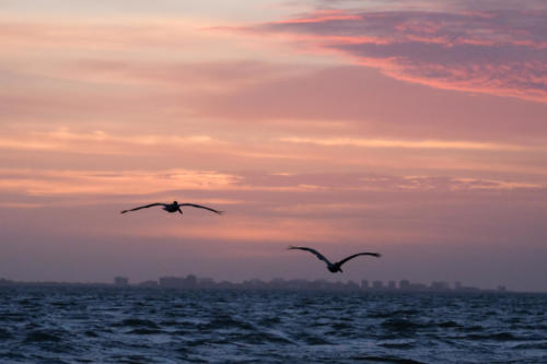 Pelicans flying in to Sunrise at Sanibel Island