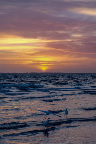 Egret at Sanibel Island during Sunrise