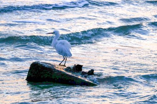 Egret at Sanibel Island during Sunrise