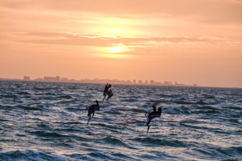 Pelicans fishing during Sunrise at Sanibel Island