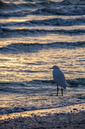 Egret at Sanibel Island during Sunrise