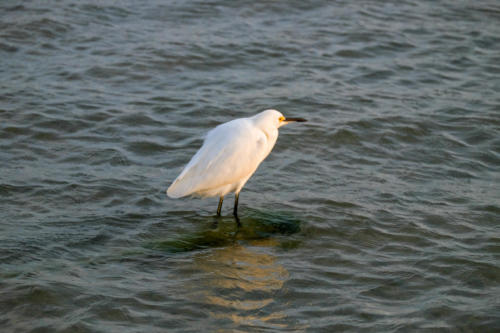 Egret at Sanibel Island during Sunrise