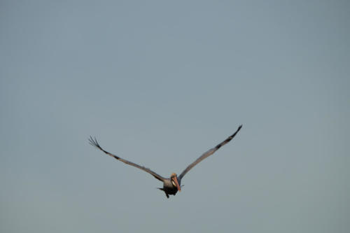 Pelican during Sunrise at Sanibel Island